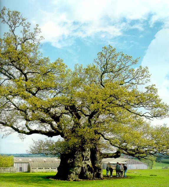 Picture of Bowthorpe Oak Tree