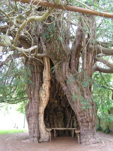 Picture of Yew Tree at Much Marcle